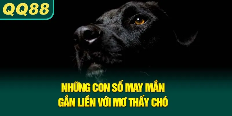 nhung-con-so-may-man-gan-lien-voi-mo-thay-cho_10_11zon